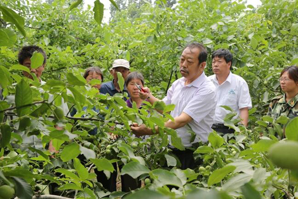 图为李保国在田间为田舍解说核桃栽培实用技术。